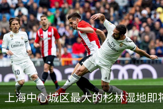 上海中心城区最大的杉林湿地即将进入最佳观赏期，记者实探